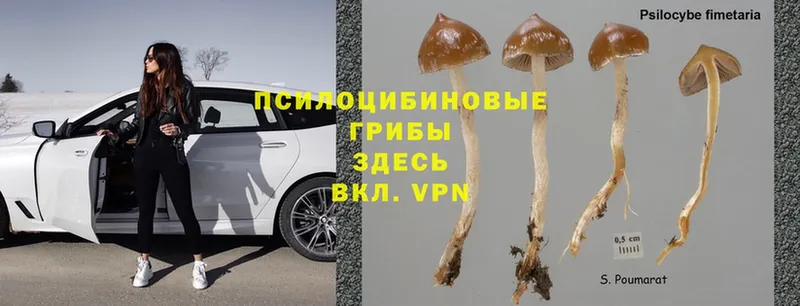 kraken рабочий сайт  Камызяк  Галлюциногенные грибы Psilocybe 